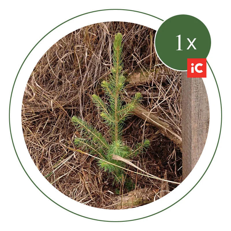 Klimaschutz Baum - iC group Special 1 Baum